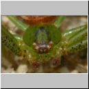 Diaea dorsata - Gruene Krabbenspinne 01b 6mm.jpg